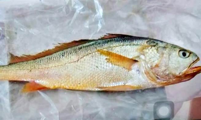 金門海域進入高經濟價值黃魚汛期，大陸漁船又偷偷摸摸越界捕撈。（金門釣友提供）