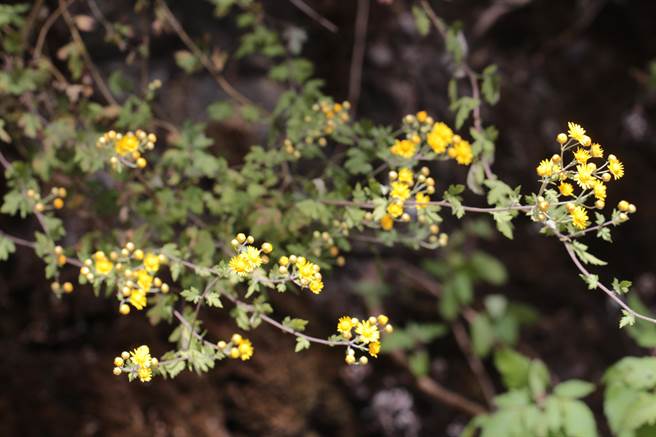 阿里山油菊花。（嘉义大学提供）