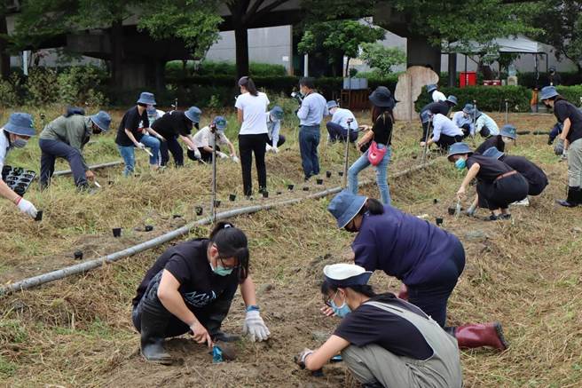 嘉大森林学系学生与鹿草焚化厂员工一同栽植阿里山油菊幼苗。（嘉义大学提供）
