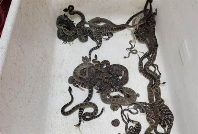 女屋主发现家里被蛇入侵，吓得赶紧通报相关单位，捕蛇专家到场后，花近4小时抓出92条响尾蛇。(图翻摄自脸书/Sonoma County Reptile Rescue)