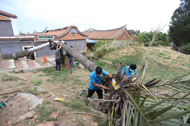 林木专家现场修剪枝叶，降低水分蒸发。（金门县林务所提供）