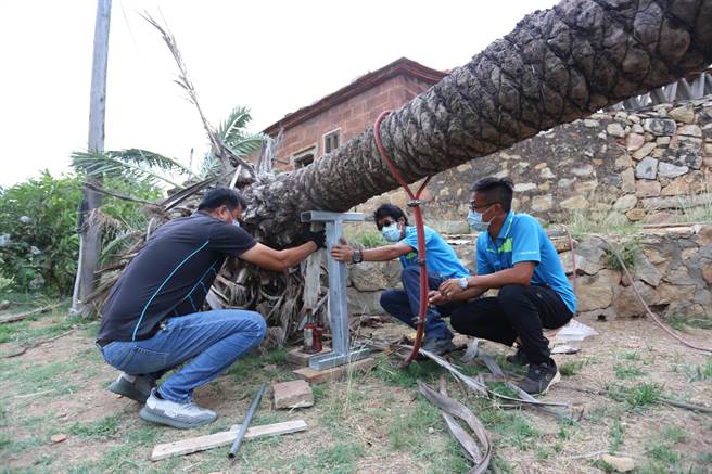 装设临时性的支架减轻树体重力，避免伤口持续开裂。（金门县林务所提供）