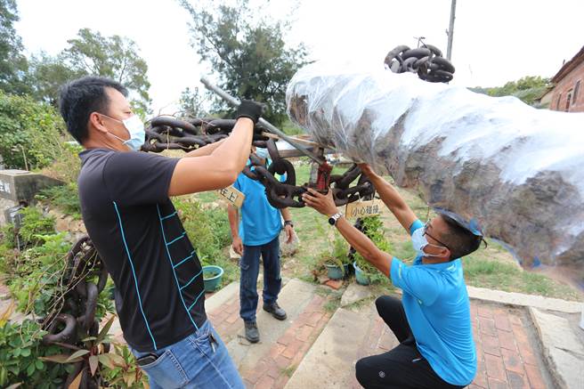 技术人员利用千斤顶调整树体与旧有支架的适当支撑点。（金门县林务所提供）