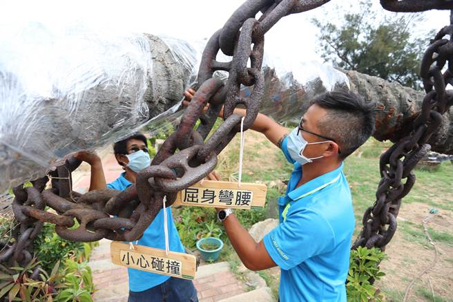 在老树破裂处捆扎包裹PVC膜，作为临时性保护使用。（金门县林务所提供）