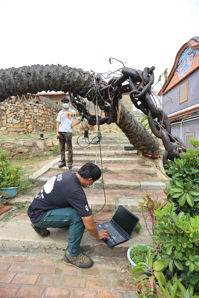 台湾树木保育公司人员进行非破坏性检测，了解树体内部状况。（金门县林务所提供）