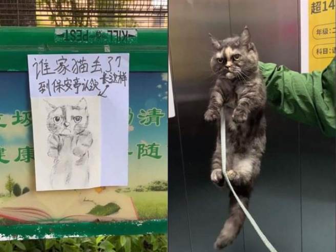 启事里的画像潦草，不少人还怀疑「真的长这样？」，岂料猫本尊曝光后，不少人直呼是神还原。(图翻摄自抖音/@xiaowutadie666)