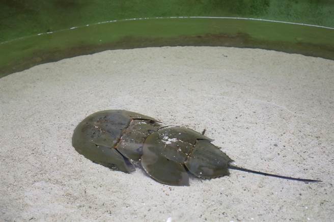 「鲎」是海洋底栖性无脊椎动物，嘉义县护育有成。（嘉义县政府提供）