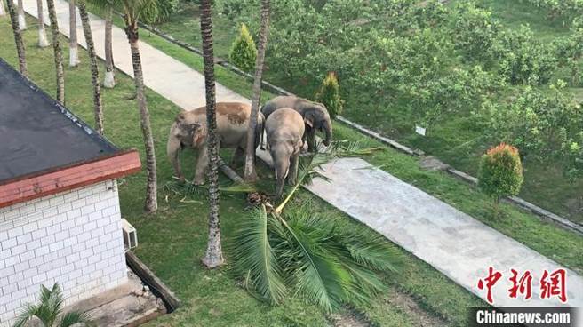 亚洲象进入边境检查站营区吃东西。（西双版纳边境管理支队）