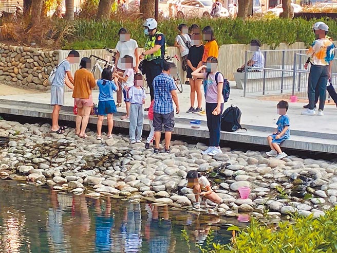 民眾近日聚集捕捉螯蝦，新竹市府呼籲切勿私自捕捉以免觸法。（新竹市府提供／邱立雅竹市傳真）