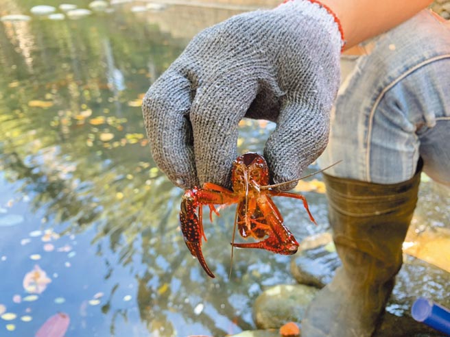 美國螯蝦遭不當放養於護城河內，市府城銷處啟動捕捉已超過3000隻。（新竹市府提供／邱立雅竹市傳真）