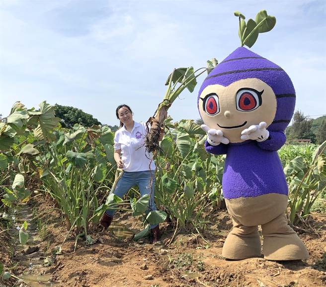 迈入第十九届的烈屿乡芋头季，今年规画5大好吃、好玩，拿好礼的活动单元。（中时资料照片／李金生摄）