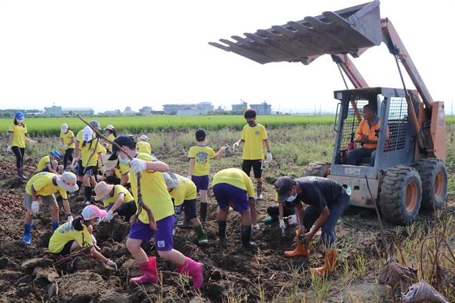 学生下田捡拾莲藕。（南大附小提供／张毓翎台南传真）