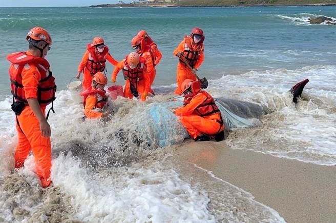 澎湖風櫃沙灘發現擱淺柏氏中喙鯨，安檢及保育人員搶救無效。（澎湖岸巡隊提供／陳可文傳真）