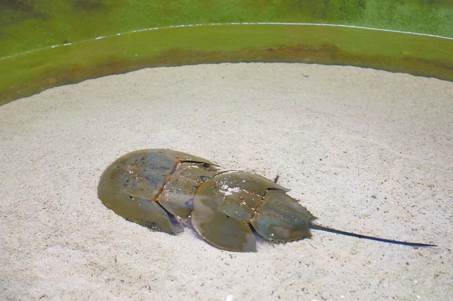 「鲎」是海洋底栖性无脊椎动物，4亿年前就存在地球上，有「活化石」之称。（嘉义县政府提供／廖素慧嘉县传真）