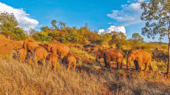 全球矚目的雲南亞洲象「短鼻家族」長達一年多的「北遷」，終於在上月10日回到它們傳統的棲息地，正式回家。圖為雲南北遷象群原地休息徘徊暫停遷移。（新華社）