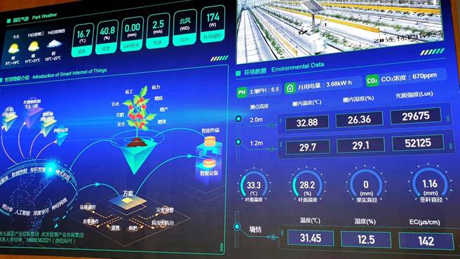 寿光蔬果种植连上智慧物联网，温度、湿度、生长速度等数据统计可实时追踪。（蓝孝威摄）