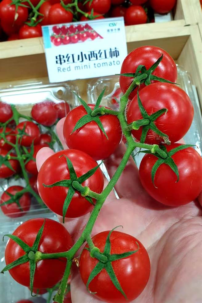 智慧溫室種植出來的小番茄。（藍孝威攝）