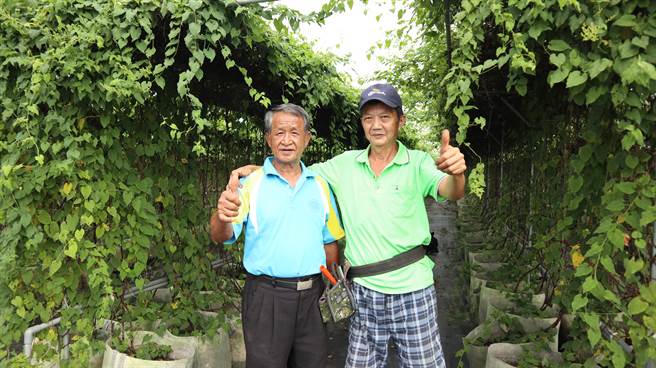 台南市太康有机农业生产合作社理事主席郑鸿权（左）受到农友陈彦安（右）推荐，投入有机何首乌栽种。（张毓翎摄）