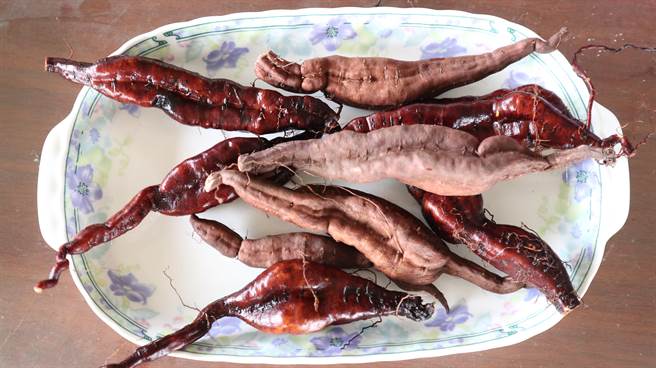 约5个月大的何首乌。（张毓翎摄）