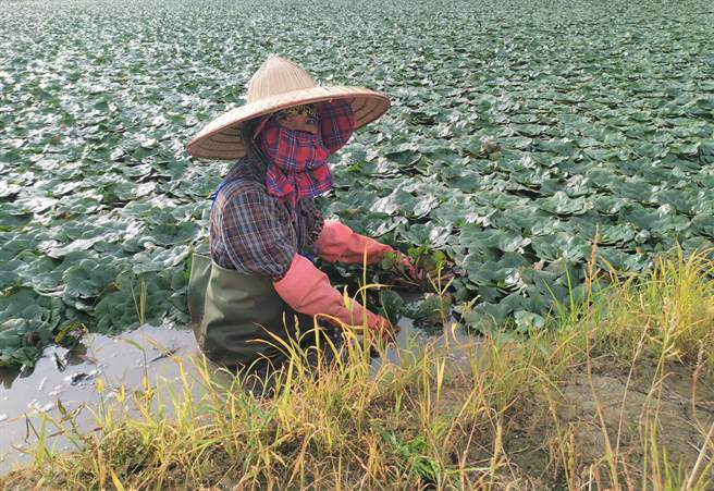 官田區菱角進入採收期，農會積極輔導農友申請菱角產銷履歷。(劉秀芬攝)