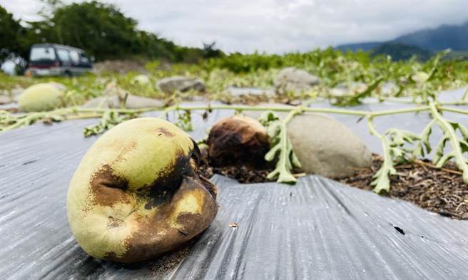 台東縣關山鎮農民種植的瓜果出現裂果情形，農民嘆血本無歸。（蔡旻妤攝）