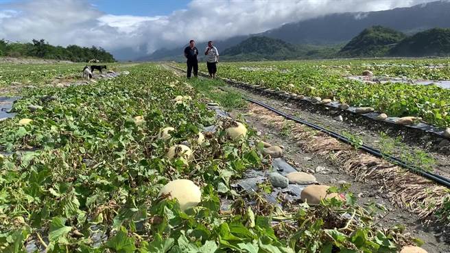 台東縣關山鎮農民種植的瓜果出現裂果情形，農民嘆血本無歸。（蔡旻妤攝）