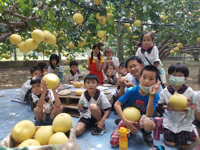 麻豆區安業國小學童到大白柚果園上食農教育，品嘗美味大白柚。(劉秀芬攝)