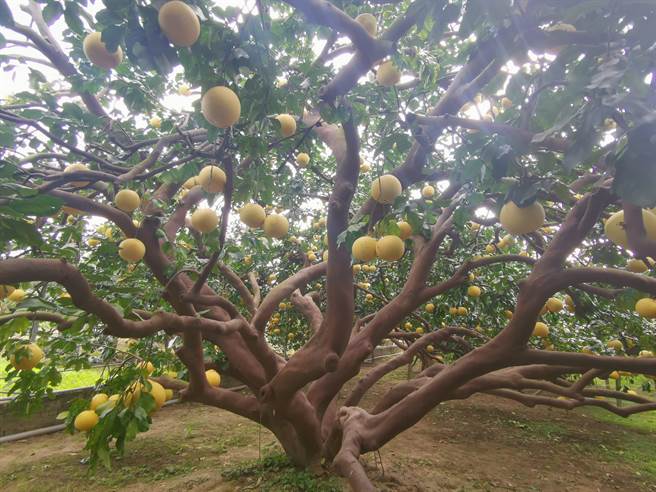 麻豆津三角果園60年樹齡大白柚樹可結2000多顆大白柚。(劉秀芬攝)