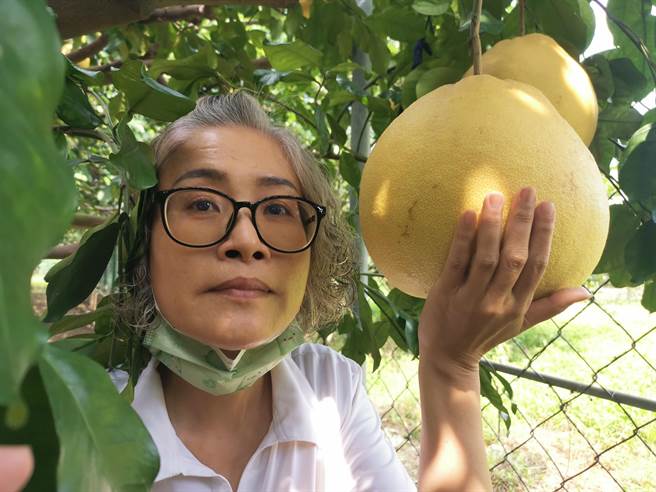 麻豆津三角果園園主張津雪捧著足足有5斤重的大白柚。(劉秀芬攝)
