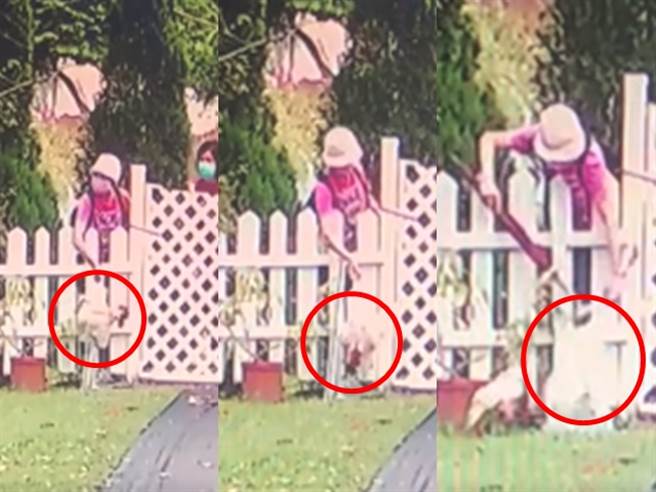 1戶人家日前發現自家庭院中冒出1隻白色活雞，有其他網友直言丟棄白雞「是詛咒」，因為活雞在民間喪禮「祭空棺」上有為草人開光用途，大多被認有煞氣。（翻攝自臉書社團「我是東湖人」）