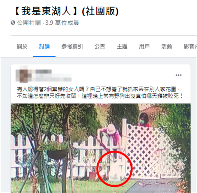 1戶人家日前發現自家庭院中冒出1隻白色活雞，有其他網友直言丟棄白雞「是詛咒」，因為活雞在民間喪禮「祭空棺」上有為草人開光用途，大多被認有煞氣。（翻攝自臉書社團「我是東湖人」）