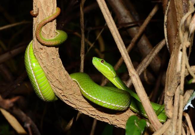 2年前因为「10公分的仁慈」，这只美丽的赤尾青竹丝成为常住庭院的食客。（吕缙宇提供／庄哲权台东传真）