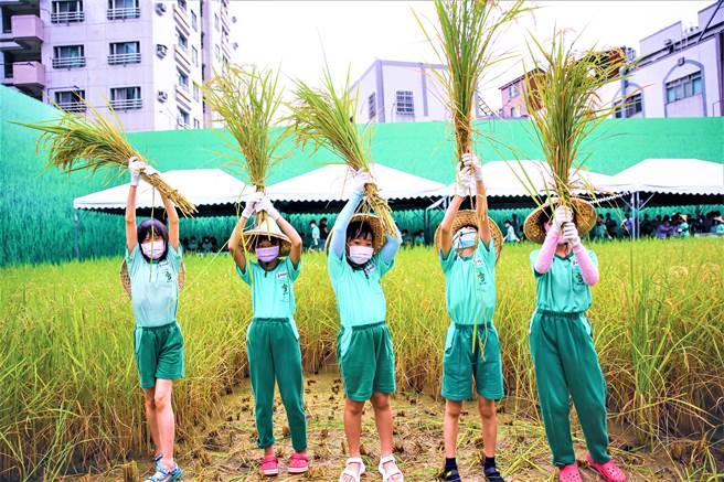 台中市西屯区惠文、惠来国小学童，到7期城市稻田体验收成、扎稻杆、倒吊晒米乐趣。（卢金足摄）