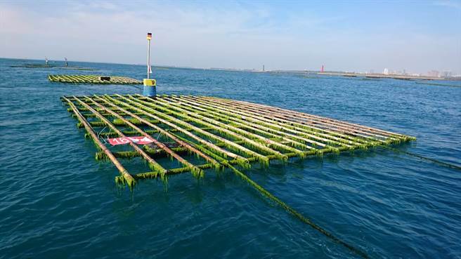 传统竹制蚵棚抗浪性差，台南市政府今年首办蚵棚创新设计比赛，盼减少环境及社会成本。（台南市政府提供／张毓翎台南传真）