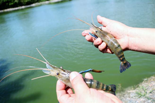 今年屏东县潮州「赛神虾」因疫情延至11月6日举行，而此时虽是泰国虾量最少之时，不过养殖户不计成本「留虾」力挺，也将藉此回馈社会支持。（谢佳潾摄）