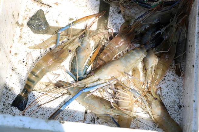 今年屏东县潮州「赛神虾」因疫情延至11月6日举行，而此时虽是泰国虾量最少之时，不过养殖户不计成本「留虾」力挺，也将藉此回馈社会支持。（谢佳潾摄）