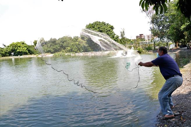 今年屏东县潮州「赛神虾」因疫情延至11月6日举行，而此时虽是泰国虾量最少之时，不过养殖户不计成本「留虾」力挺，也将藉此回馈社会支持。（谢佳潾摄）