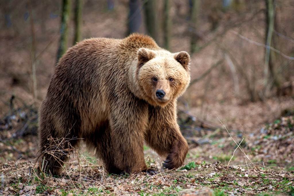 野外遇到熊要装死？专家表示这招对棕熊才有效。（示意图／shutterstock）(photo:ChinaTimes)
