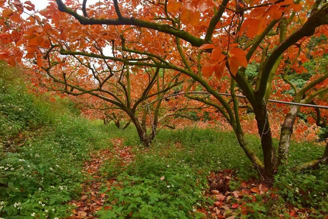 公老坪社区以「柿叶红」闻名。（台中市农业局提供／王文吉台中传真）