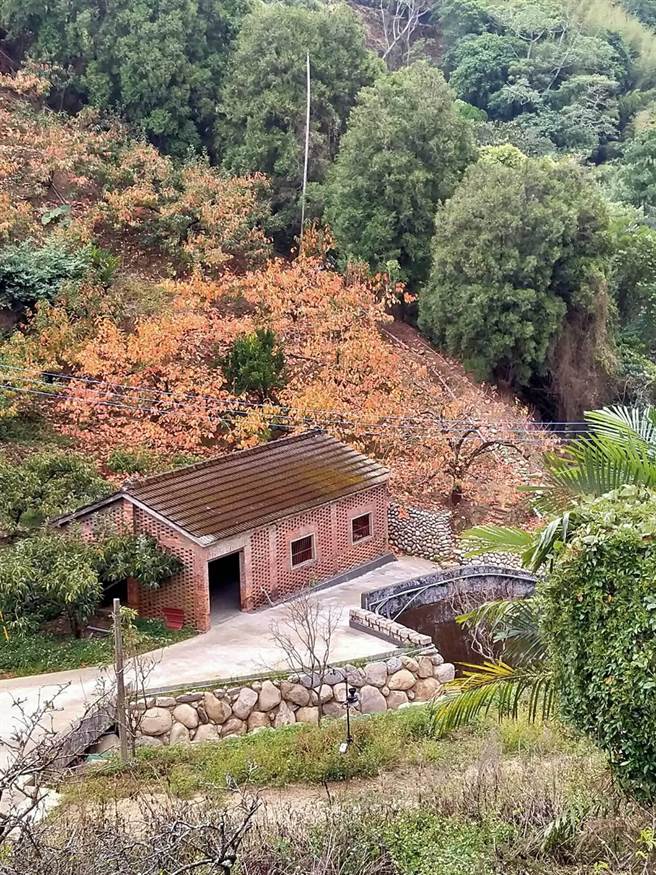 公老坪社区以传统砌石坡地维护柿园，打造里山地景，获选里山倡议2020年度主题汇编案例。（台中市农业局提供／王文吉台中传真）