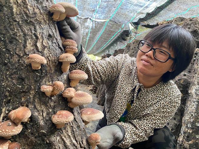 台东县东河乡的椴木香菇农李如玉表示，圆规颱风外围环流降低气温、带来水气，让香菇顺利生长。（蔡旻妤摄）