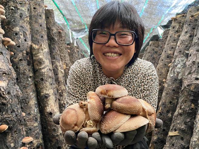 台东县东河乡的椴木香菇农李如玉表示，圆规颱风外围环流降低气温、带来水气，让香菇顺利生长。（蔡旻妤摄）
