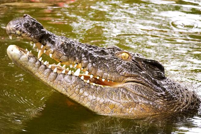 印尼一名8岁女童在溪里游泳时，突然被鱷鱼攻击丧命，同伴全程目睹女童被攻击的过程。（示意图／shutterstock）