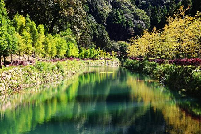 衫林溪森林生态渡假园区，新设人工造景「银杏湖」湖畔种植130颗银杏（右）并与对岸水杉相望，秋的到来，逐渐换上黄色，与湖光相辉映。（衫林溪森林生态渡假园区提供／黄国峰南投传真）