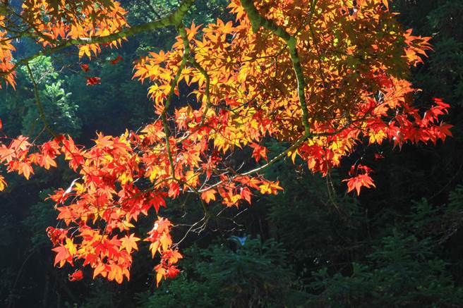 今年因入秋气候影响，杉林溪园区日夜温差极大，园区紫叶槭已经开始转为艷丽的鲜红色。（衫林溪森林生态渡假园区提供／黄国峰南投传真）