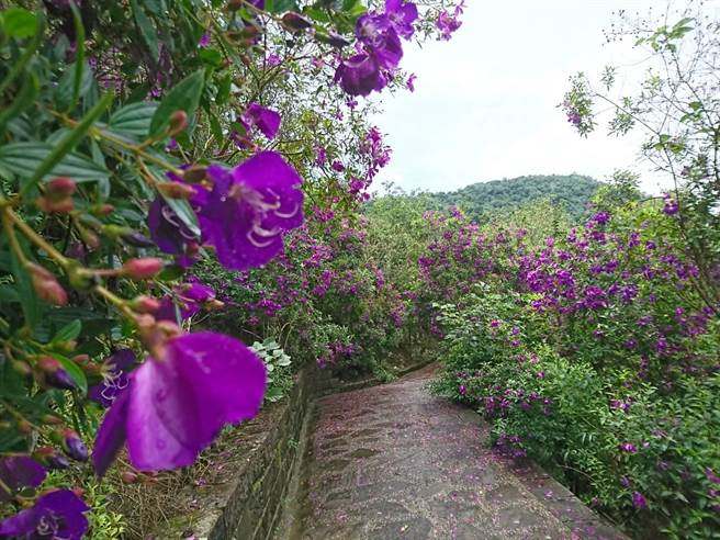 梅峰古道沿路種植2萬多株紫牡丹。（西拉雅國家風景區管理處提供／劉秀芬台南傳真）