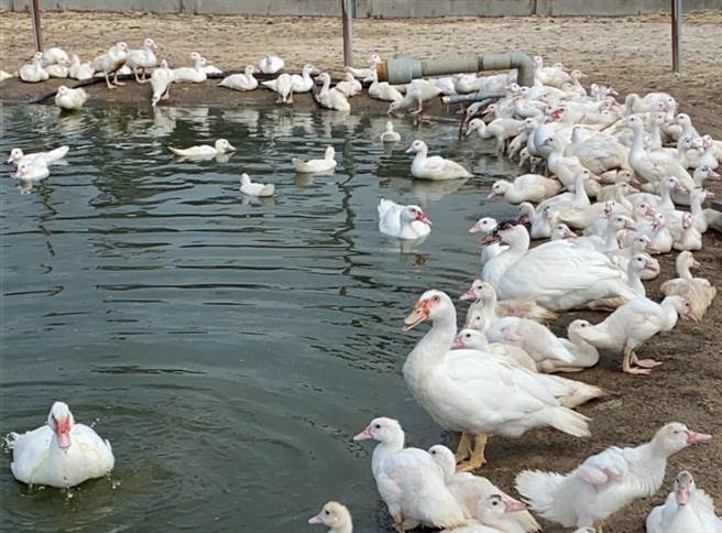 受疫情发展，台南市六甲区一处番鸭养殖场怕年底需求减少，今年减少番鸭养殖数量。（读者提供／刘秀芬台南传真）