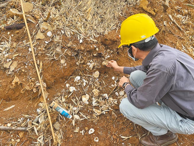 沪尾田野工作室文史工作者纪荣达日前于营建署于淡水区中正路二段「新市镇港坪营区开挖工程」中发现疑似贝冢、海军界址等遗构，急报请市府会勘，文化局表示，经初步确认并非遗址，贝冢是否为古物仍待专家确认。(文化局提供／戴上容新北传真）