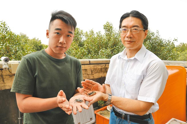 中兴大学生科系教授施习德（右起）与研究生张凯，去年7月起投入台湾旱招潮户口大普查。（兴大提供／林欣仪台中传真）