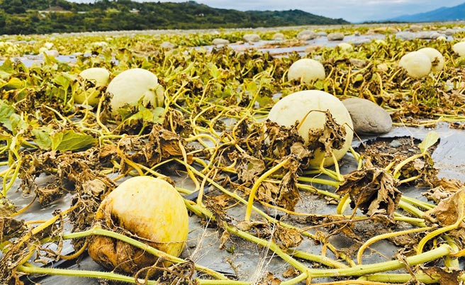 台东县关山镇农民种植的瓜果，出现裂果情形，农民嘆血本无归。（蔡旻妤摄）